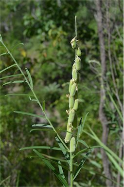 APII jpeg image of Crotalaria juncea  © contact APII