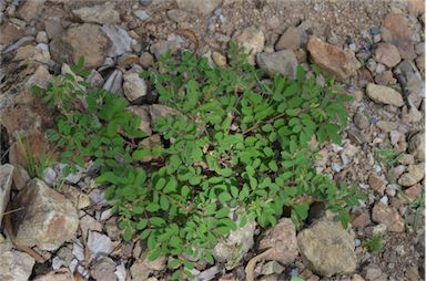 APII jpeg image of Indigofera hirsuta  © contact APII