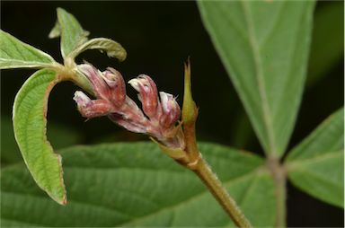 APII jpeg image of Flemingia parviflora  © contact APII