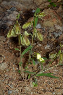 APII jpeg image of Crotalaria calycina  © contact APII