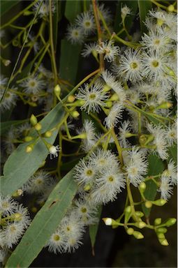 APII jpeg image of Eucalyptus brownii  © contact APII