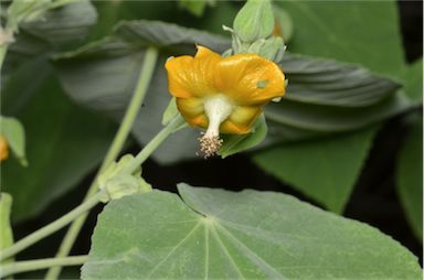 APII jpeg image of Abutilon auritum  © contact APII