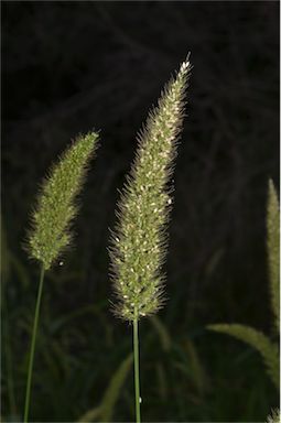 APII jpeg image of Setaria australiensis  © contact APII