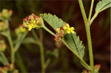 APII jpeg image of Waltheria indica  © contact APII