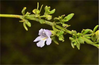 APII jpeg image of Prostanthera parvifolia  © contact APII