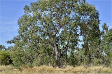 APII jpeg image of Corymbia plena  © contact APII