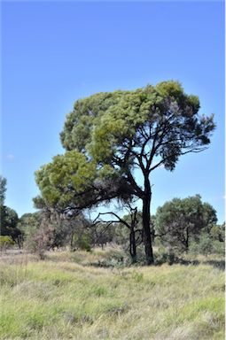 APII jpeg image of Acacia argyrodendron  © contact APII