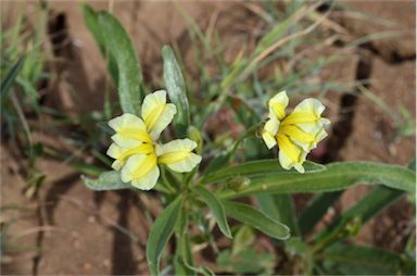 APII jpeg image of Goodenia strangfordii  © contact APII