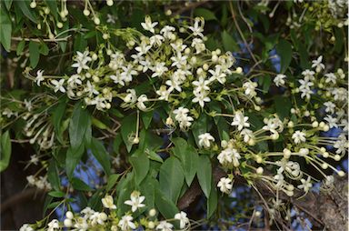 APII jpeg image of Clerodendrum floribundum var. angustifolium  © contact APII