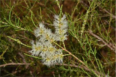 APII jpeg image of Melaleuca tamariscina  © contact APII