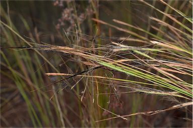 APII jpeg image of Heteropogon contortus  © contact APII