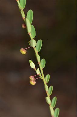 APII jpeg image of Phyllanthus virgatus  © contact APII