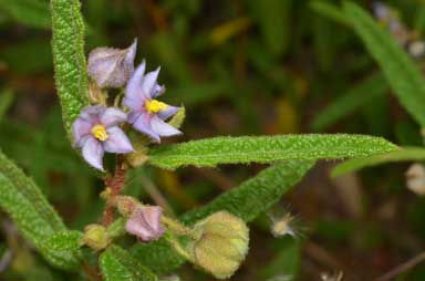 APII jpeg image of Keraudrenia lanceolata  © contact APII