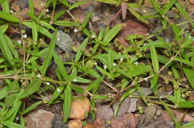 APII jpeg image of Oldenlandia corymbosa var. corymbosa  © contact APII