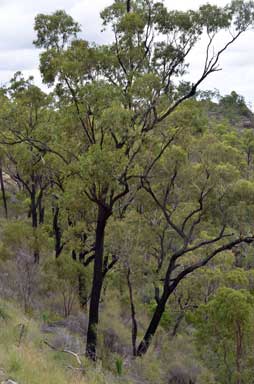 APII jpeg image of Eucalyptus beaniana  © contact APII