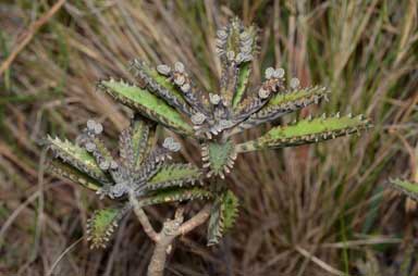 APII jpeg image of Bryophyllum x houghtonii  © contact APII