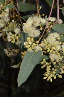 APII jpeg image of Eucalyptus crebra  © contact APII