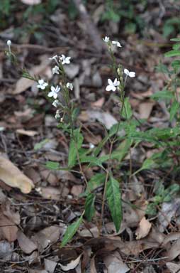 APII jpeg image of Pseuderanthemum variabile  © contact APII