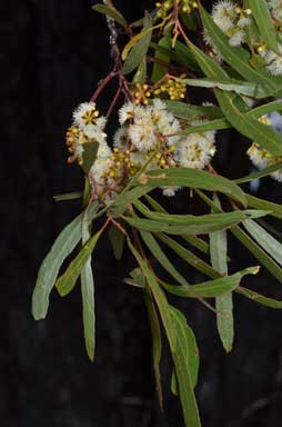 APII jpeg image of Eucalyptus woollsiana  © contact APII