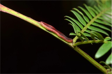 APII jpeg image of Acacia terminalis  © contact APII