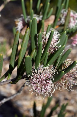 APII jpeg image of Hakea clavata  © contact APII