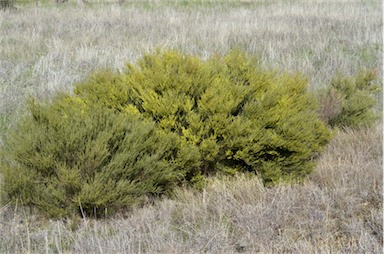 APII jpeg image of Acacia fimbriata  © contact APII