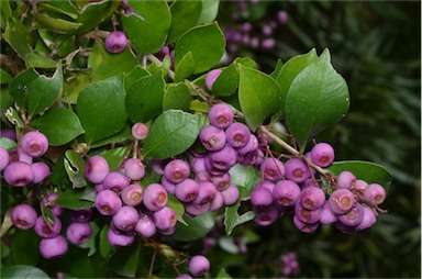 APII jpeg image of Syzygium smithii  © contact APII