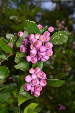 APII jpeg image of Syzygium smithii  © contact APII