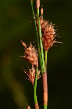 APII jpeg image of Baloskion tetraphyllum  © contact APII