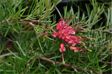 APII jpeg image of Grevillea 'Ellabella'  © contact APII