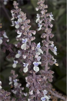 APII jpeg image of Plectranthus argentatus  © contact APII