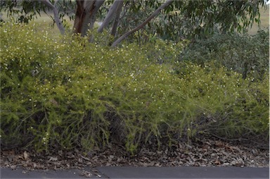 APII jpeg image of Acacia ulicifolia  © contact APII