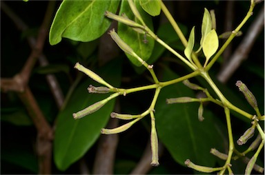 APII jpeg image of Pisonia umbellifera  © contact APII