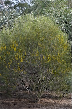 APII jpeg image of Acacia acuminata  © contact APII