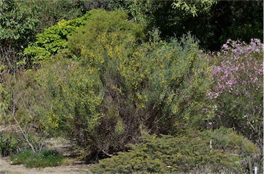 APII jpeg image of Acacia aphylla  © contact APII