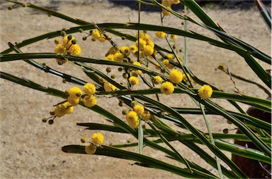 APII jpeg image of Acacia pterocaulon  © contact APII