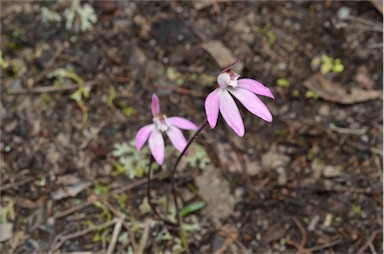 APII jpeg image of Caladenia fuscata  © contact APII