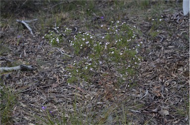 APII jpeg image of Philotheca salsolifolia subsp. salsolifolia  © contact APII