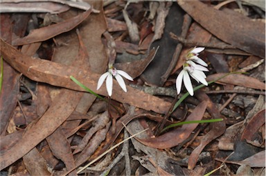 APII jpeg image of Caladenia fuscata  © contact APII