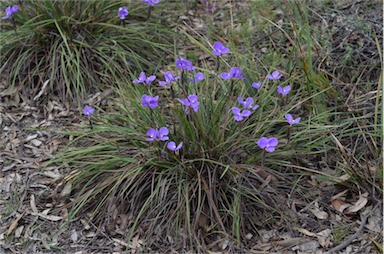 APII jpeg image of Patersonia sericea  © contact APII