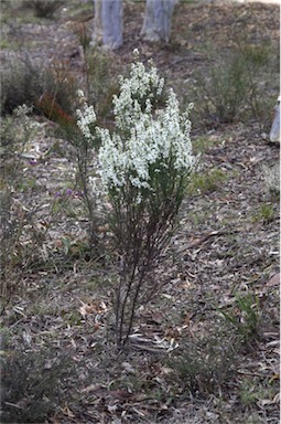 APII jpeg image of Olearia microphylla  © contact APII