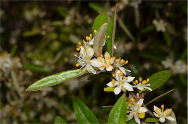 APII jpeg image of Asterolasia correifolia  © contact APII