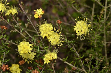 APII jpeg image of Phebalium glandulosum subsp. eglandulosum  © contact APII