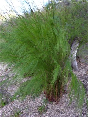 APII jpeg image of Baloskion tetraphyllum  © contact APII