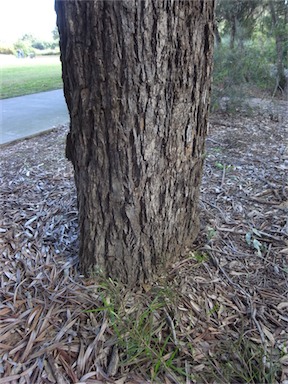 APII jpeg image of Angophora subvelutina  © contact APII