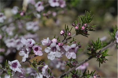 APII jpeg image of Prostanthera stenophylla  © contact APII