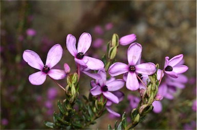 APII jpeg image of Tetratheca bauerifolia  © contact APII