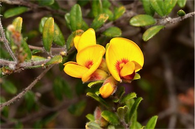 APII jpeg image of Pultenaea tarik  © contact APII