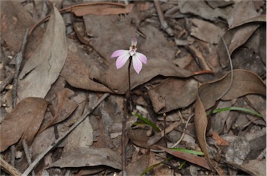 APII jpeg image of Caladenia fuscata  © contact APII