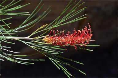 APII jpeg image of Grevillea tetragonoloba  © contact APII